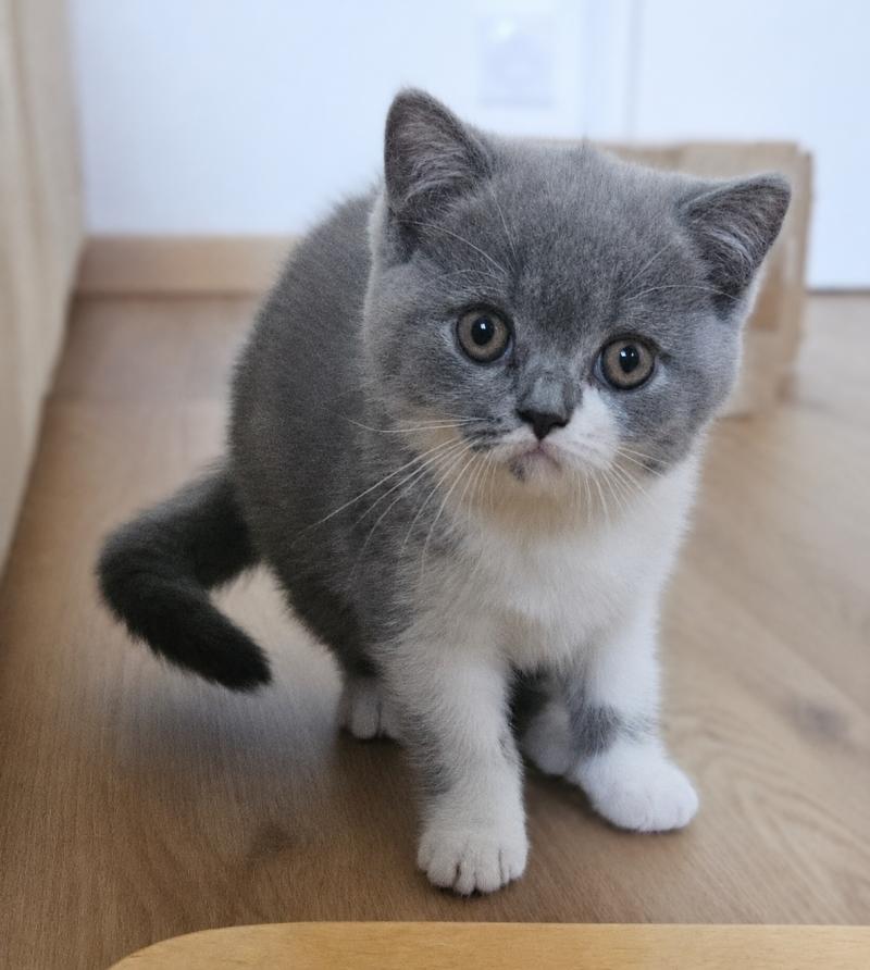 Brioche Femelle British Shorthair