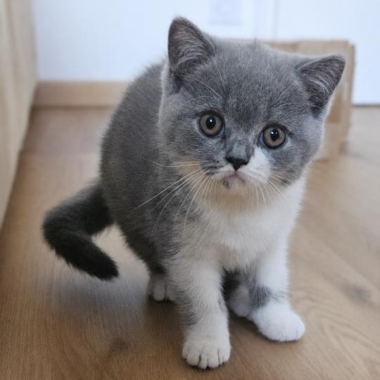 Brioche Femelle British Shorthair
