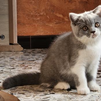 chaton British Shorthair blue bicolor Brioche Chatterie So Perfect