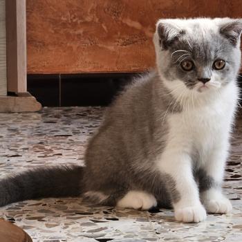 chaton British Shorthair blue bicolor Brioche Chatterie So Perfect