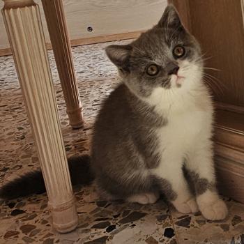 chaton British Shorthair blue bicolor Brioche Chatterie So Perfect