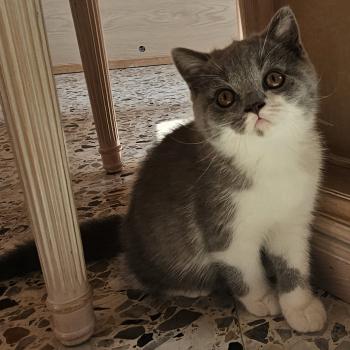 chaton British Shorthair blue bicolor Brioche Chatterie So Perfect