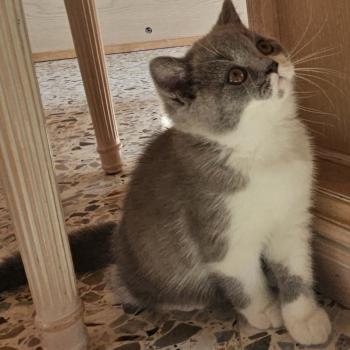 chaton British Shorthair blue bicolor Brioche Chatterie So Perfect