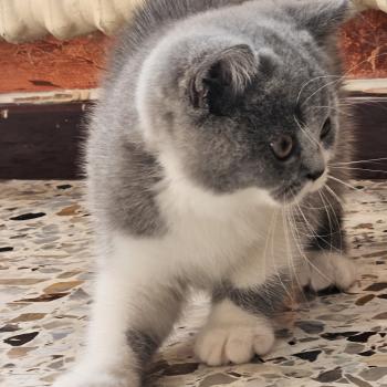 chaton British Shorthair blue bicolor Brioche Chatterie So Perfect