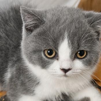 chaton British Shorthair blue bicolor Chatterie So Perfect