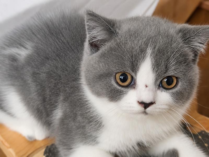 Biscuit Mâle British Shorthair