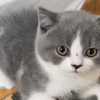 chaton British Shorthair blue bicolor Chatterie So Perfect