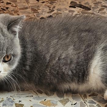 chaton British Shorthair blue bicolor Biscuit Chatterie So Perfect