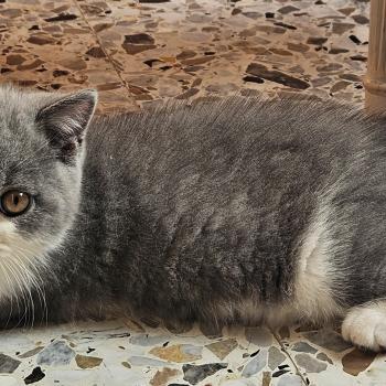 chaton British Shorthair blue bicolor Biscuit Chatterie So Perfect
