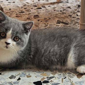 chaton British Shorthair blue bicolor Biscuit Chatterie So Perfect
