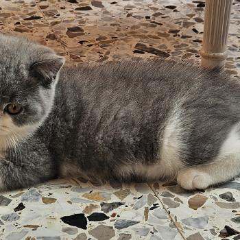 chaton British Shorthair blue bicolor Biscuit Chatterie So Perfect