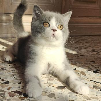chaton British Shorthair blue bicolor Biscuit Chatterie So Perfect