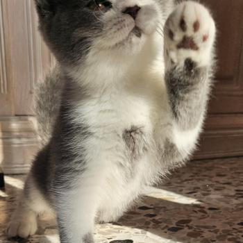 chaton British Shorthair blue bicolor Biscuit Chatterie So Perfect