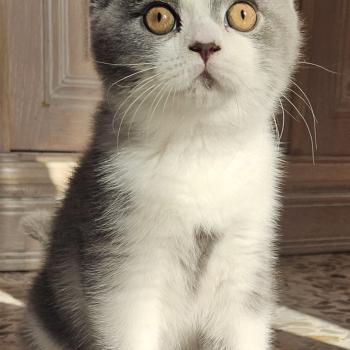 chaton British Shorthair blue bicolor Biscuit Chatterie So Perfect