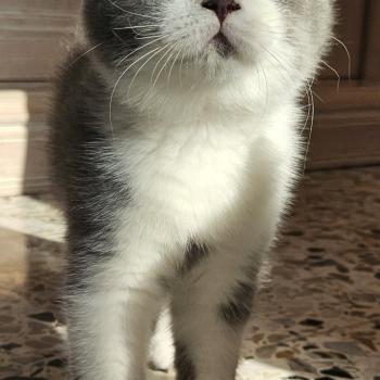 chaton British Shorthair blue bicolor Biscuit Chatterie So Perfect