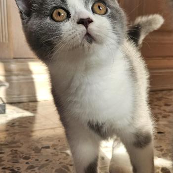chaton British Shorthair blue bicolor Biscuit Chatterie So Perfect