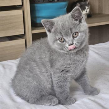 chaton British Shorthair blue Chatterie So Perfect