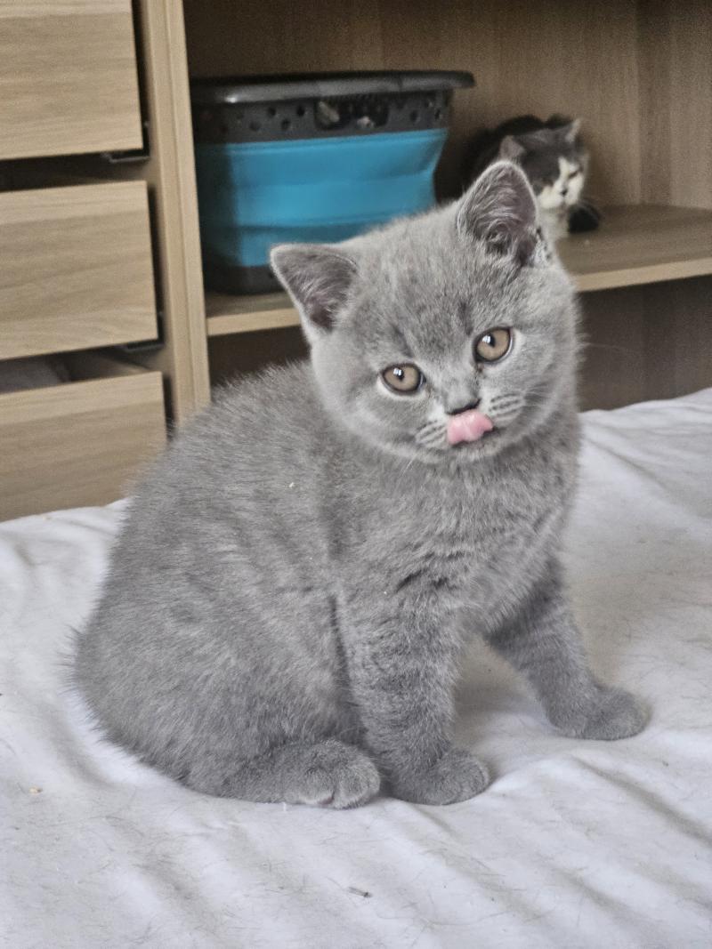 Bretzel Femelle British Shorthair