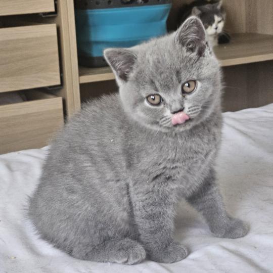 Bretzel Femelle British Shorthair