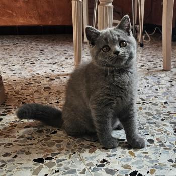 chaton British Shorthair blue Bretzel Chatterie So Perfect