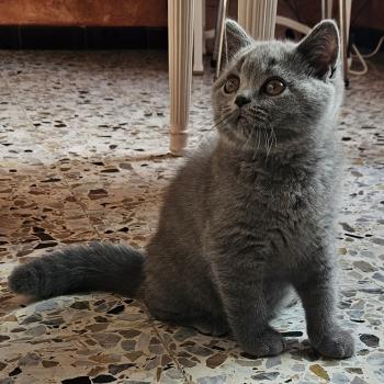 chaton British Shorthair blue Bretzel Chatterie So Perfect