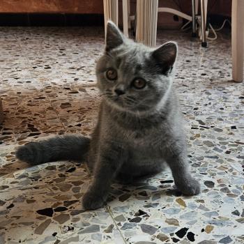 chaton British Shorthair blue Bretzel Chatterie So Perfect