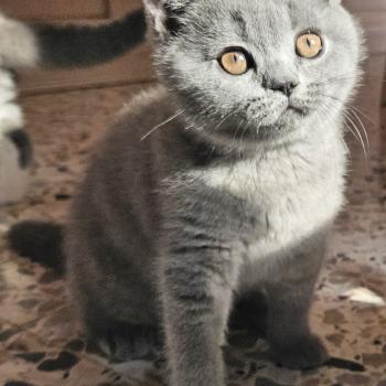chaton British Shorthair blue Bretzel Chatterie So Perfect