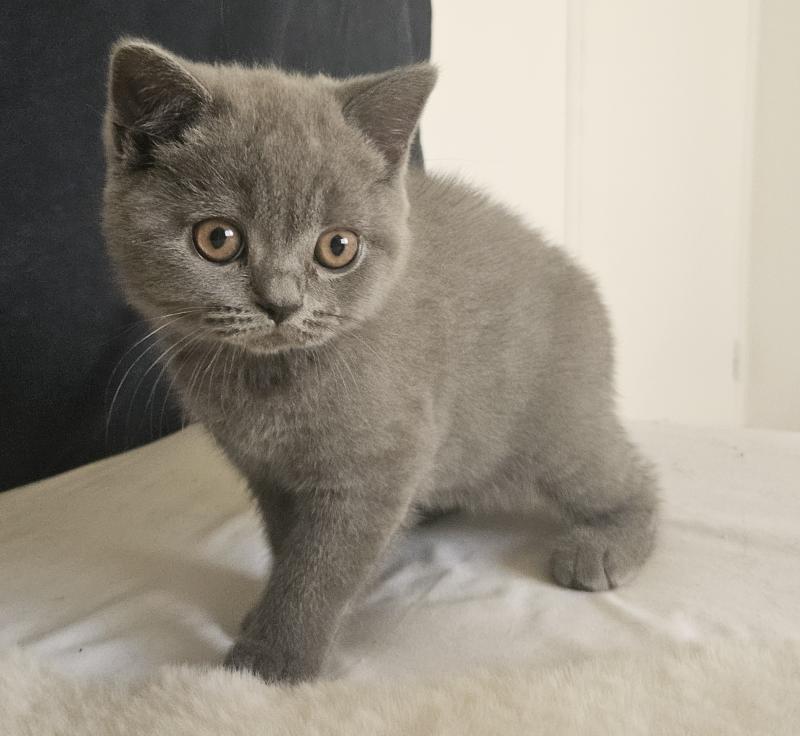 Biscotte Femelle British Shorthair