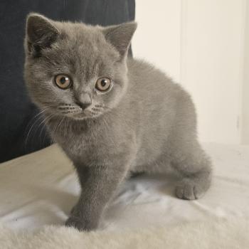 chaton British Shorthair blue Chatterie So Perfect