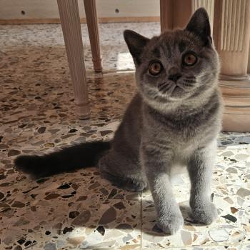 chaton British Shorthair blue Biscotte Chatterie So Perfect