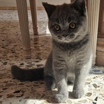 chaton British Shorthair blue Biscotte Chatterie So Perfect