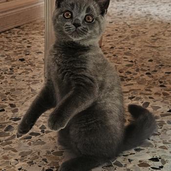 chaton British Shorthair blue Biscotte Chatterie So Perfect
