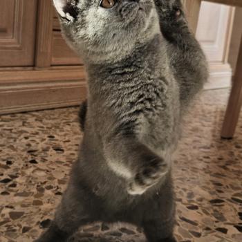 chaton British Shorthair blue Biscotte Chatterie So Perfect
