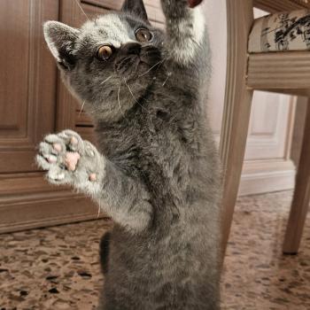 chaton British Shorthair blue Biscotte Chatterie So Perfect