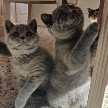 chaton British Shorthair blue Biscotte Chatterie So Perfect