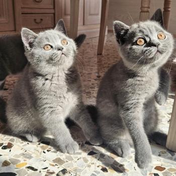chaton British Shorthair blue Biscotte Chatterie So Perfect