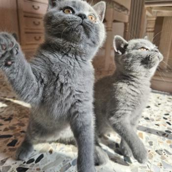 chaton British Shorthair blue Biscotte Chatterie So Perfect