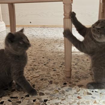 chaton British Shorthair blue Biscotte Chatterie So Perfect