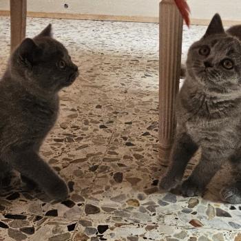 chaton British Shorthair blue Biscotte Chatterie So Perfect