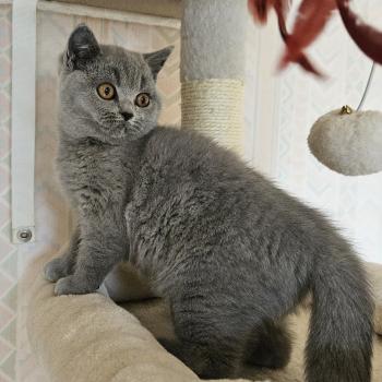 chaton British Shorthair blue Bidule Chatterie So Perfect