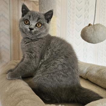 chaton British Shorthair blue Bidule Chatterie So Perfect