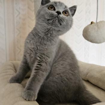 chaton British Shorthair blue Bidule Chatterie So Perfect