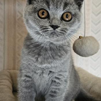 chaton British Shorthair blue Bidule Chatterie So Perfect