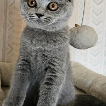 chaton British Shorthair blue Bidule Chatterie So Perfect