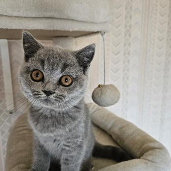 chaton British Shorthair blue Bidule Chatterie So Perfect