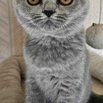 chaton British Shorthair blue Bidule Chatterie So Perfect