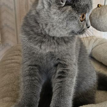 chaton British Shorthair blue Bidule Chatterie So Perfect