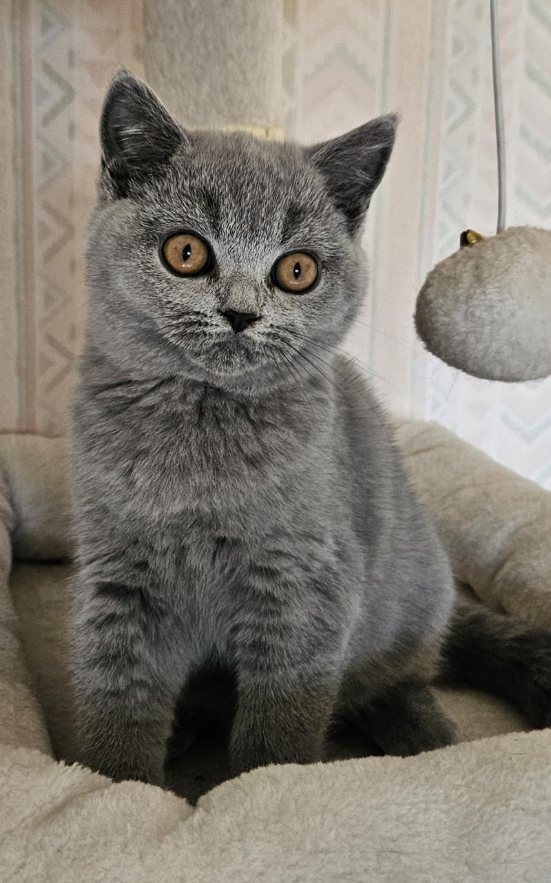 Bidule Femelle British Shorthair
