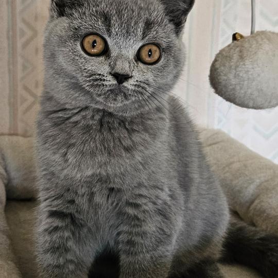 SO PERFECT'S BIDULE Femelle British Shorthair