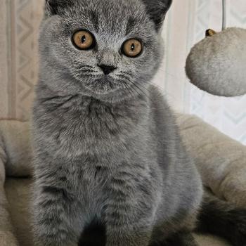 chaton British Shorthair blue Bidule Chatterie So Perfect
